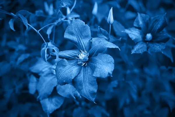 Classic blue, toned image. Moody flowers of clematis, large purple buds on dark green background