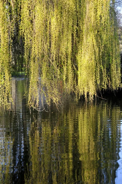 A Cereja da Primavera floresce. Foco seletivo — Fotografia de Stock