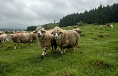 Otlakta otlayan koyunlar