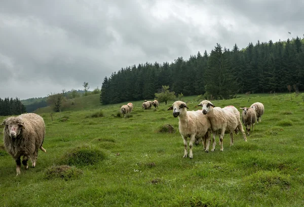 Otlakta otlayan koyunlar