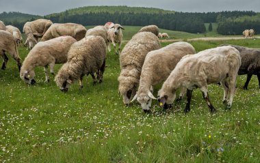 Otlakta otlayan koyunlar