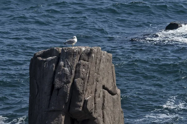 Martı üzerinde Rocky resif sahil yakınında güneşli bir günde