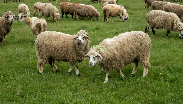 Ovelhas pastando em um prado, em um dia nublado — Fotografia de Stock