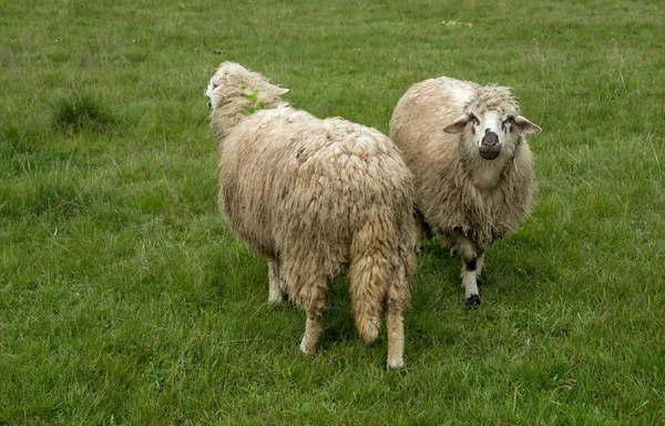 Op een bewolkte dag op een weide, grazende schapen — Stockfoto