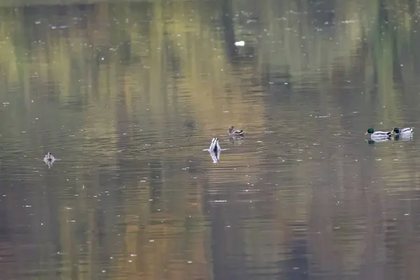 Oche del Nilo nel fiume Danubio — Foto Stock