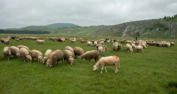 Ovce pasoucí se na louce, na zamračený den — Stock fotografie