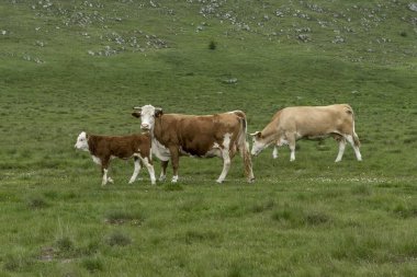 İnek ve çiftlik hayvanları çayırda otlatma