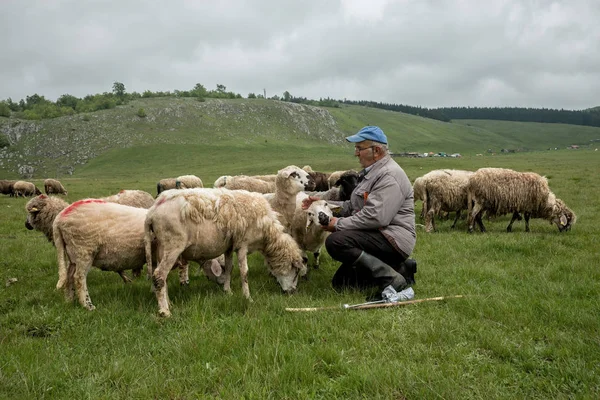  Dağ ev Vilnius içinde koyun sağım