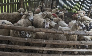 Bulutlu bir günde bir çayır üzerinde otlatma koyun