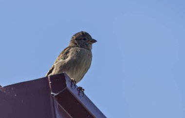 Güneşli bir günde bir binanın çatısında serçe