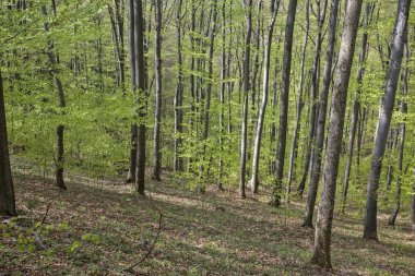 Yol yalak orman sonbaharda bulutlu bir günde