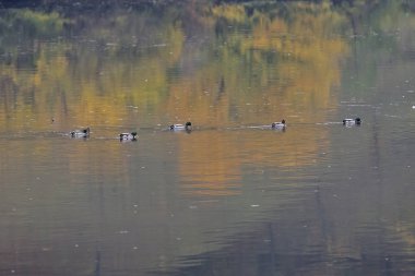 Tuna shadowplay renkli su ile Nil kaz