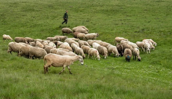 Mungitura pecore a Brezovica sulla famiglia di montagna — Foto Stock