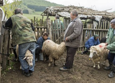  Dağ ev Vilnius içinde koyun sağım