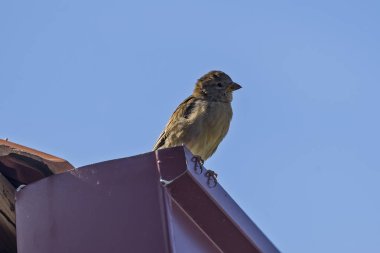 Bir binanın çatısında serçe 