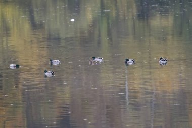 Tuna shadowplay renkli su ile Nil kaz