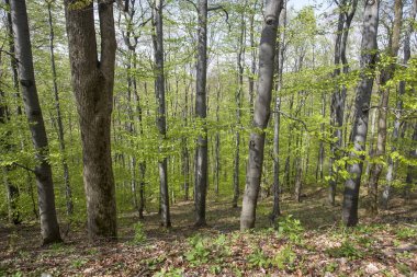 Yol yalak orman sonbaharda bulutlu bir günde
