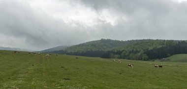 İnek ve çiftlik hayvanları içinde dağ çayır otlatma
