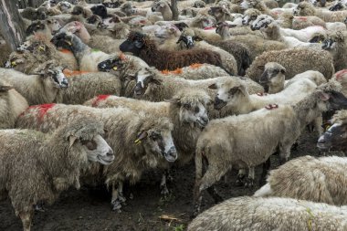 Bulutlu bir günde bir çayır üzerinde otlatma koyun