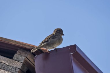 Bir binanın çatısında serçe 