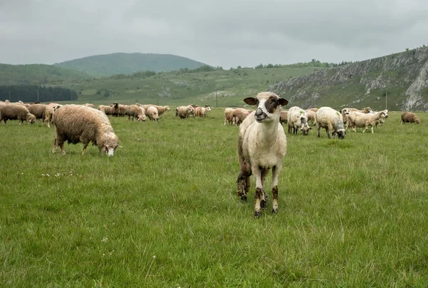 Ovelhas pastando em um prado, em um dia nublado — Fotografia de Stock