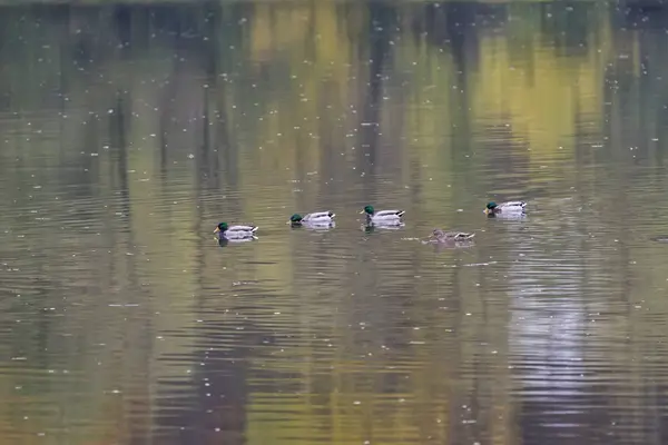 Нильские гуси в Дунае — стоковое фото