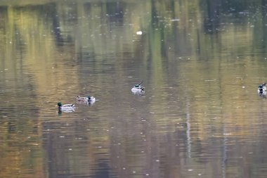 Tuna shadowplay renkli su ile Nil kaz