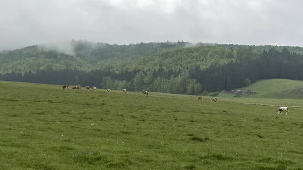 İnek ve çiftlik hayvanları çayırda otlatma