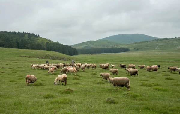 Ordeño de ovejas en Brezovica en el hogar de montaña Fotos De Stock Sin Royalties Gratis