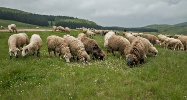 Bulutlu bir günde bir çayır üzerinde otlatma koyun