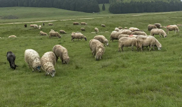 Вівці пасуться на лузі, в похмурий день — стокове фото