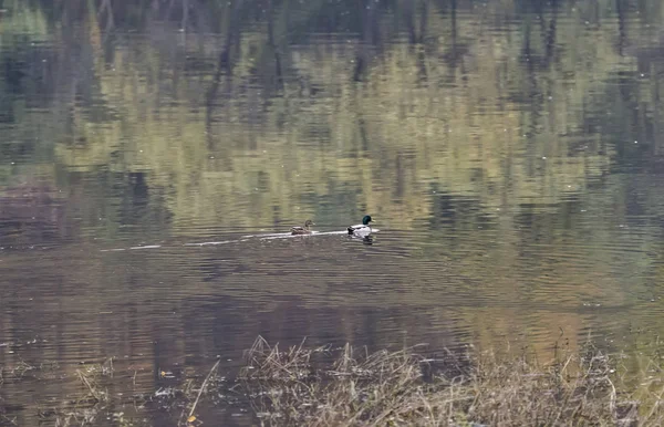 Gansos del Nilo en el río Danubio — Foto de Stock