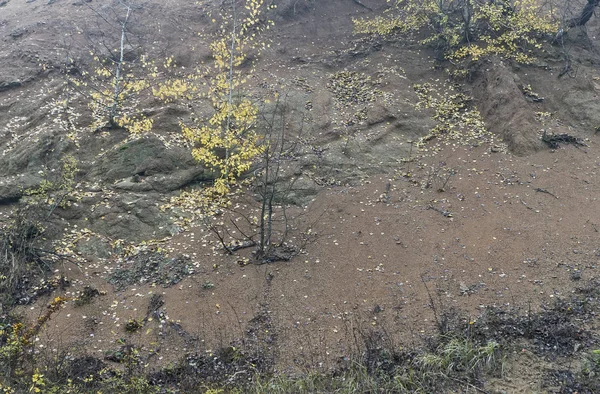 Höstdag i skogen — Stockfoto