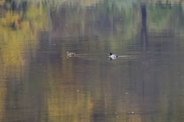 多瑙河中的尼罗河鹅 — 图库照片