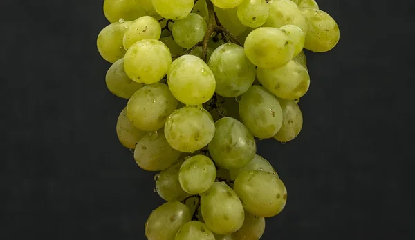 Uvas verdes penduradas com gotas de água — Fotografia de Stock