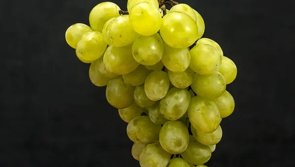 Raisins verts suspendus avec des gouttes d'eau — Photo