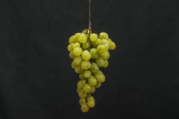 Uvas verdes penduradas com gotas de água — Fotografia de Stock