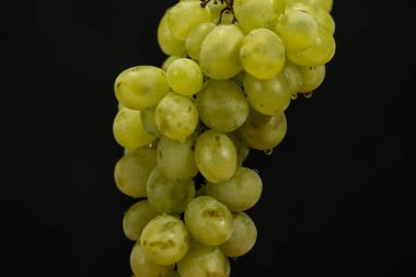 Yeşil üzüm damla ile asılı