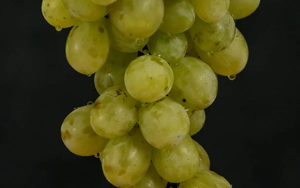 Uvas verdes colgando con gotas —  Fotos de Stock