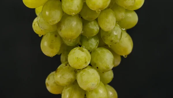 Green grapes hanging with drops — Stock Photo, Image