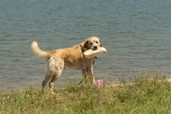 Bir somun ekmek onun ile göl kıyısında bir golden retriever — Stok fotoğraf