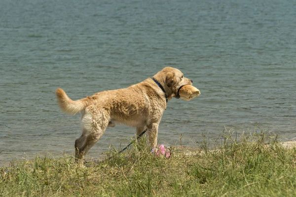 Bir somun ekmek onun ile göl kıyısında bir golden retriever — Stok fotoğraf