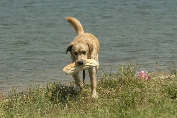 Έναs χρυσόs retriever στην όχθη της λίμνης με ένα καρβέλι ψωμί του Εικόνα Αρχείου