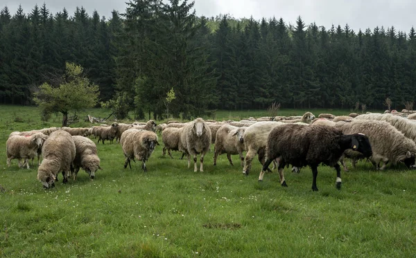 Волохаті вівці на зеленому лузі 45 — стокове фото