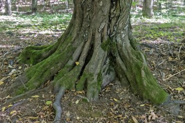 Kayın ormanında sonbahar günü