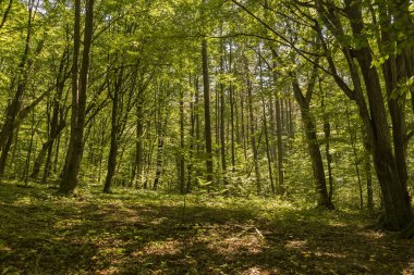 Kayın ormanında sonbahar günü