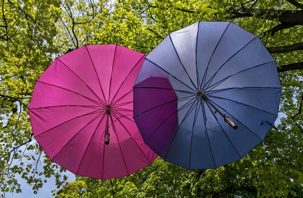 Bir yaya bölgesi Ağaçta asılı şemsiye