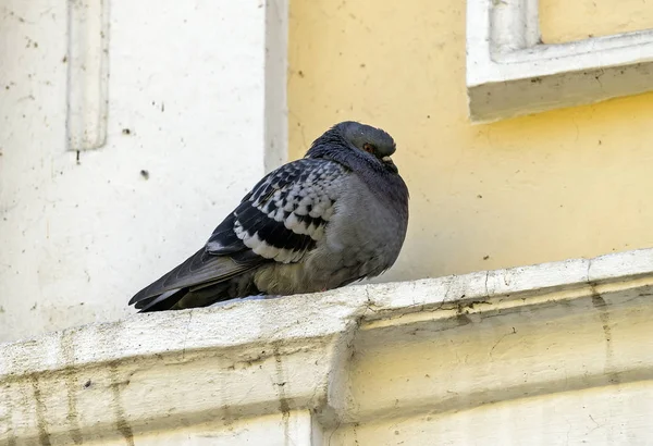 건물이 나 와이어에 도시 환경에서 비둘기 스톡 사진