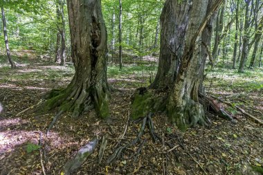 Kayın ormanında sonbahar günü