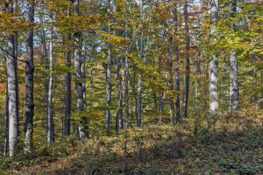 Güneşli bir sonbahar günde bir kayın ormanı